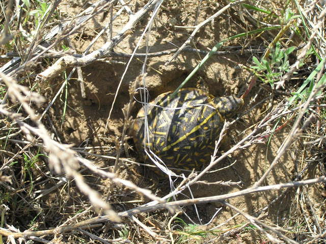 Turtle on the walk back from the confluence.