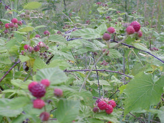 Wild rasberries in the clearing.