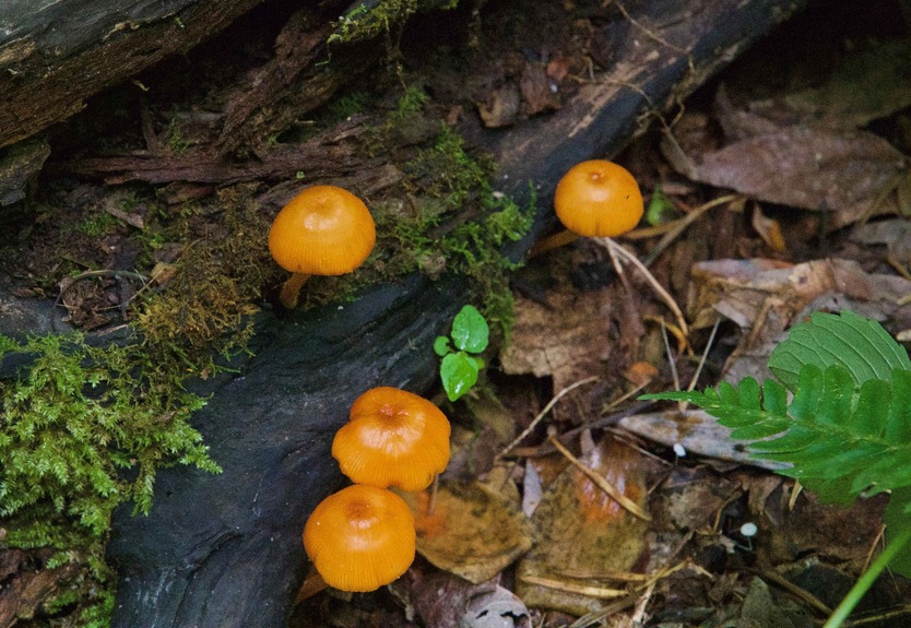 I noticed this orange fungus while hiking to the point
