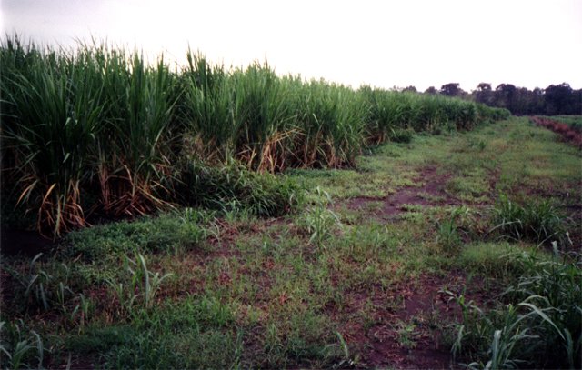 The edge of a sugar cane field.