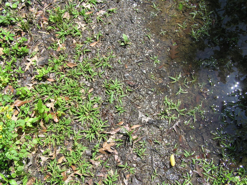 Ground cover at the confluence.