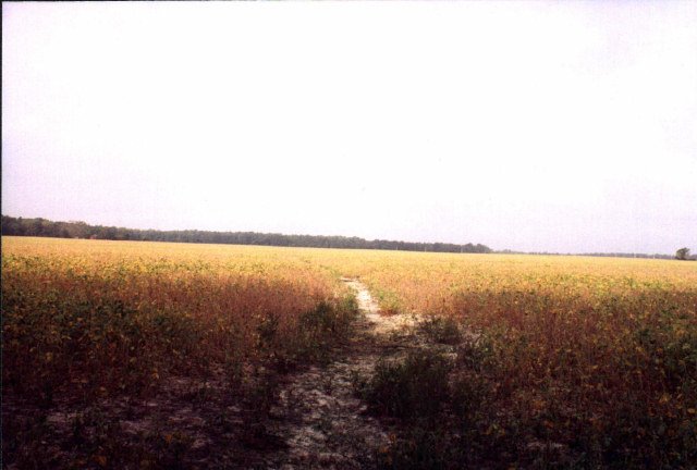 Looking directly away from the woods at confluence (1998)