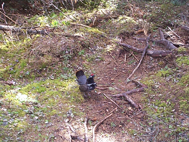 Spruce Grouse Along The Trail