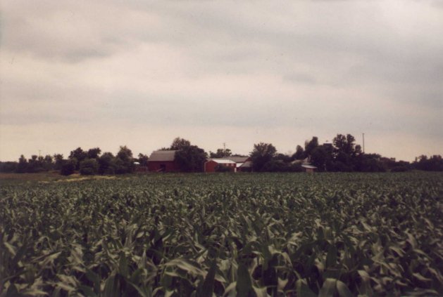 The corn field, with farm buildings