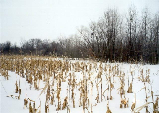 View East - Cornfield and trees