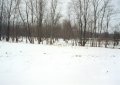 #3: View West - Frozen-over Bass River