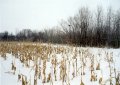 #4: View East - Cornfield and trees