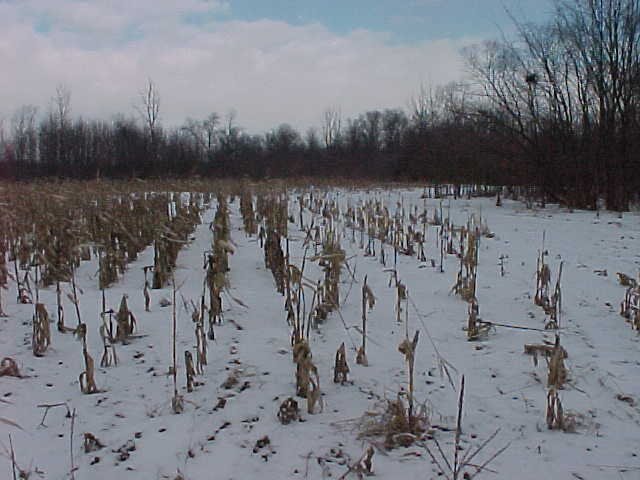 The confluence, looking west through the cornfield