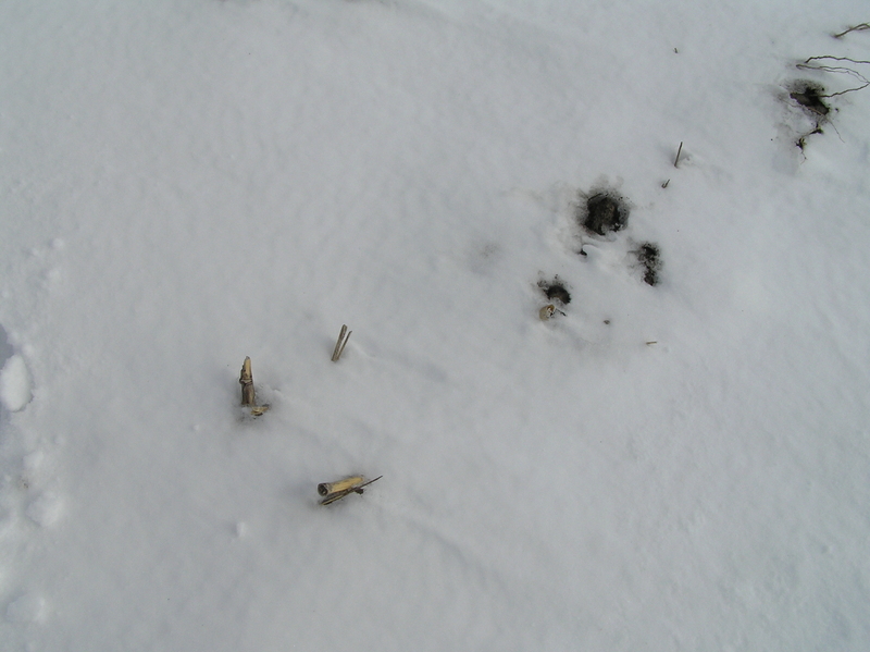 Corn stalks and snow:  Ground cover at the confluence.