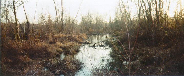 Looking approximately south from the confluence.  The small pond is a result of a beaver dam.