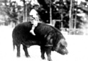 #10: Transportation goes hog wild in Charleston MS!