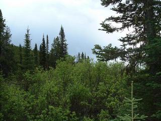 #1: General View of the Area showing Lodgepole Pines and wetland Willows