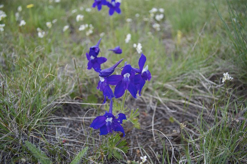 Several of these purple flowers were growing near the confluence point