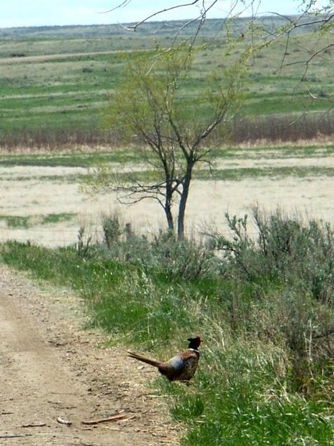 Pheasant on road near confluence