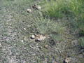 #6: Ground cover and cowpie that marks the spot