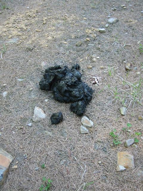 Bear scat on the trail increased the level of adventure