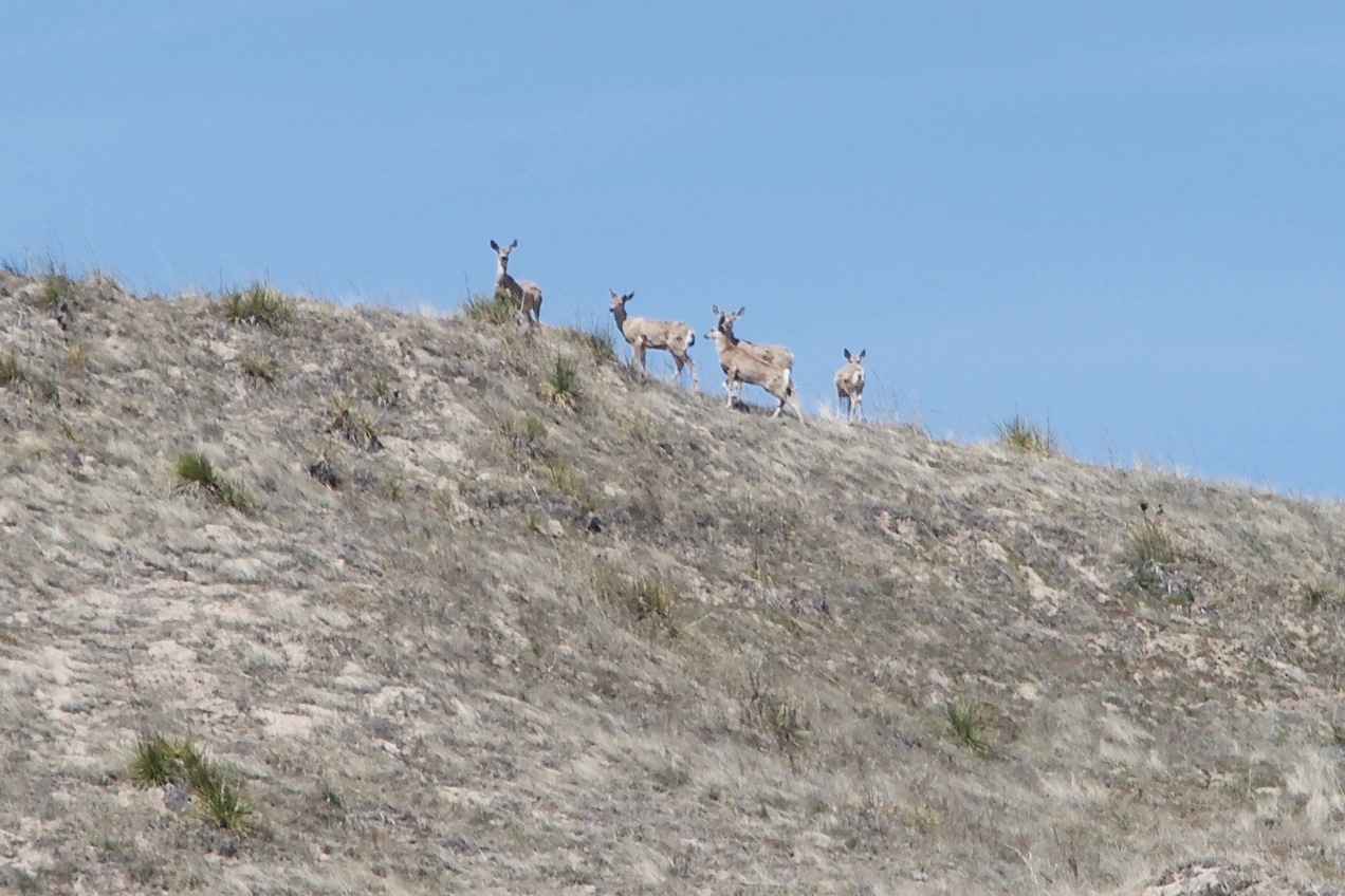 These five deer were watching me from atop the confluence sand hill as I approached