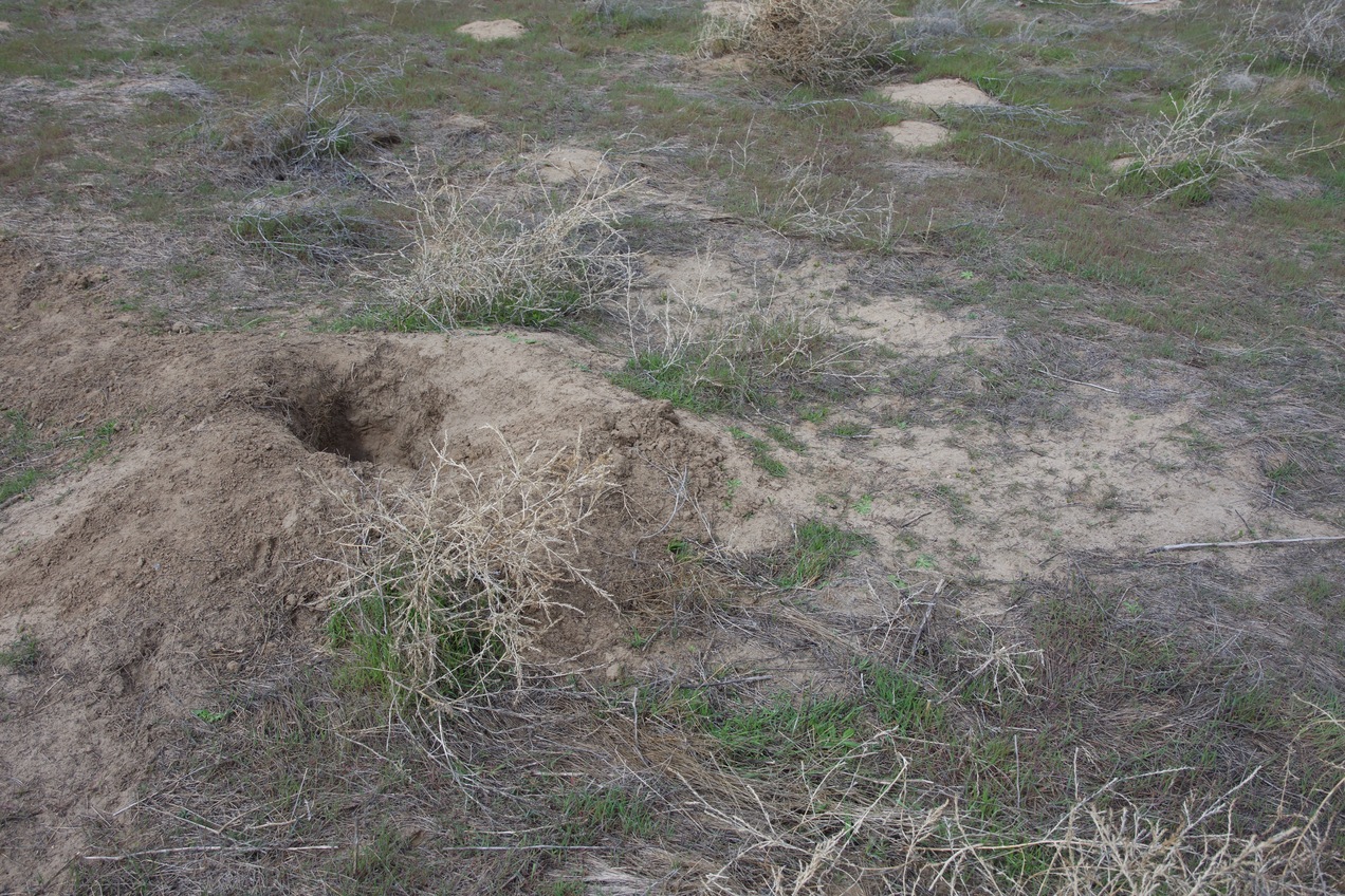Ground cover at the confluence point - most notably a large prairie dog burrow.
