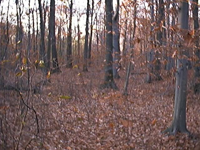 The confluence point: a fairly non-descript area of the woods.