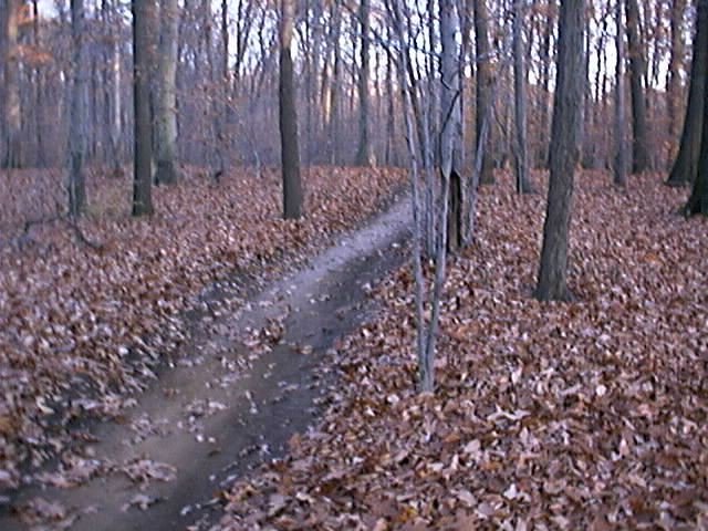 ATV trails near the confluence.