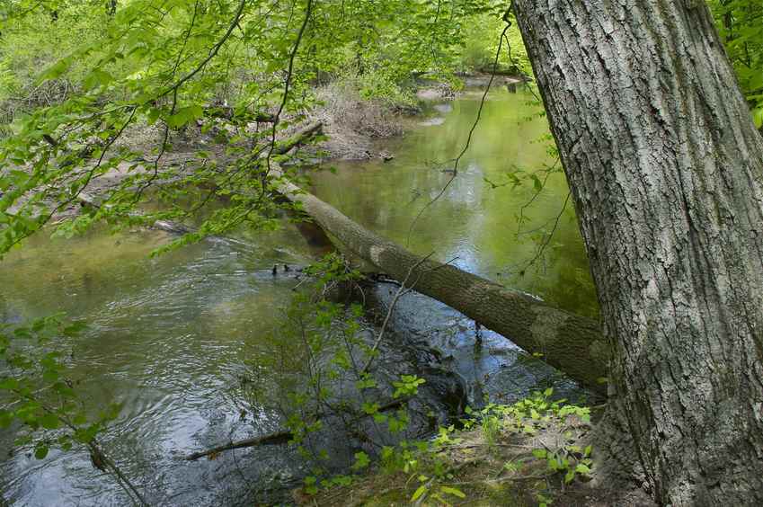 The downed tree that I used to cross the Hackensack River