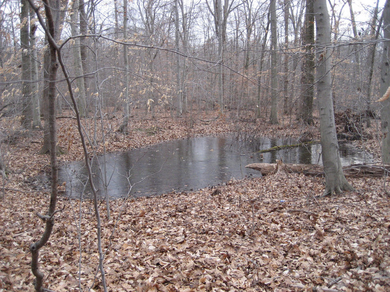 View of the frozen pond from the confluence point.