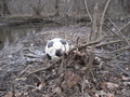 #4: A lost soccer ball on the opposite side of the river from the confluence point (our attempt from the west).