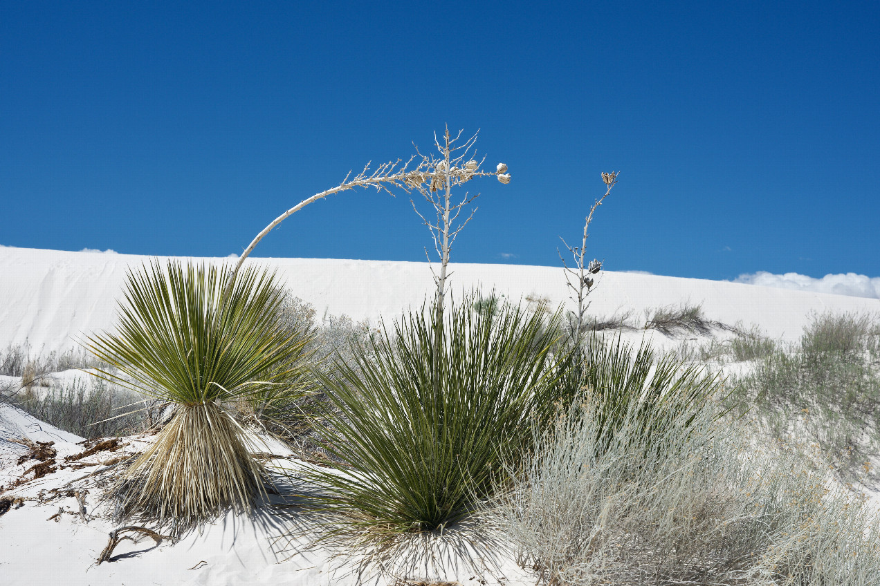 Nearby White Sands National Park