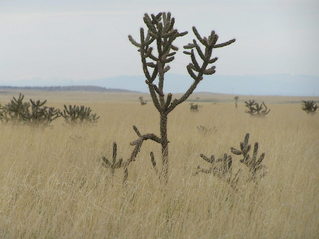 #1: View to the north showing cholla cactus from 35 North 105 West in New Mexico.