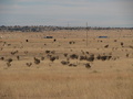 #6: Zoomed in looking South showing trucks on I40, cows and Antelope in field