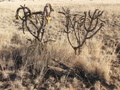 #7: Cactus with yellow seed pods and dead cactus branches on the ground