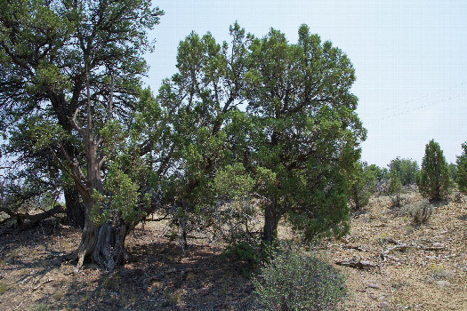 #1: The confluence point lies among stunted, thinly-spaced pine trees.  (This is also a view to the South, towards the Colorado-New Mexico state line, just 60 feet away.)