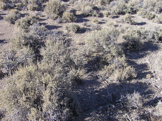 #1: The confluence point lies amidst desert sagebrush (like so many other confluence points in Nevada)