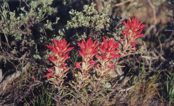 Indian paintbrush near the confluence point.