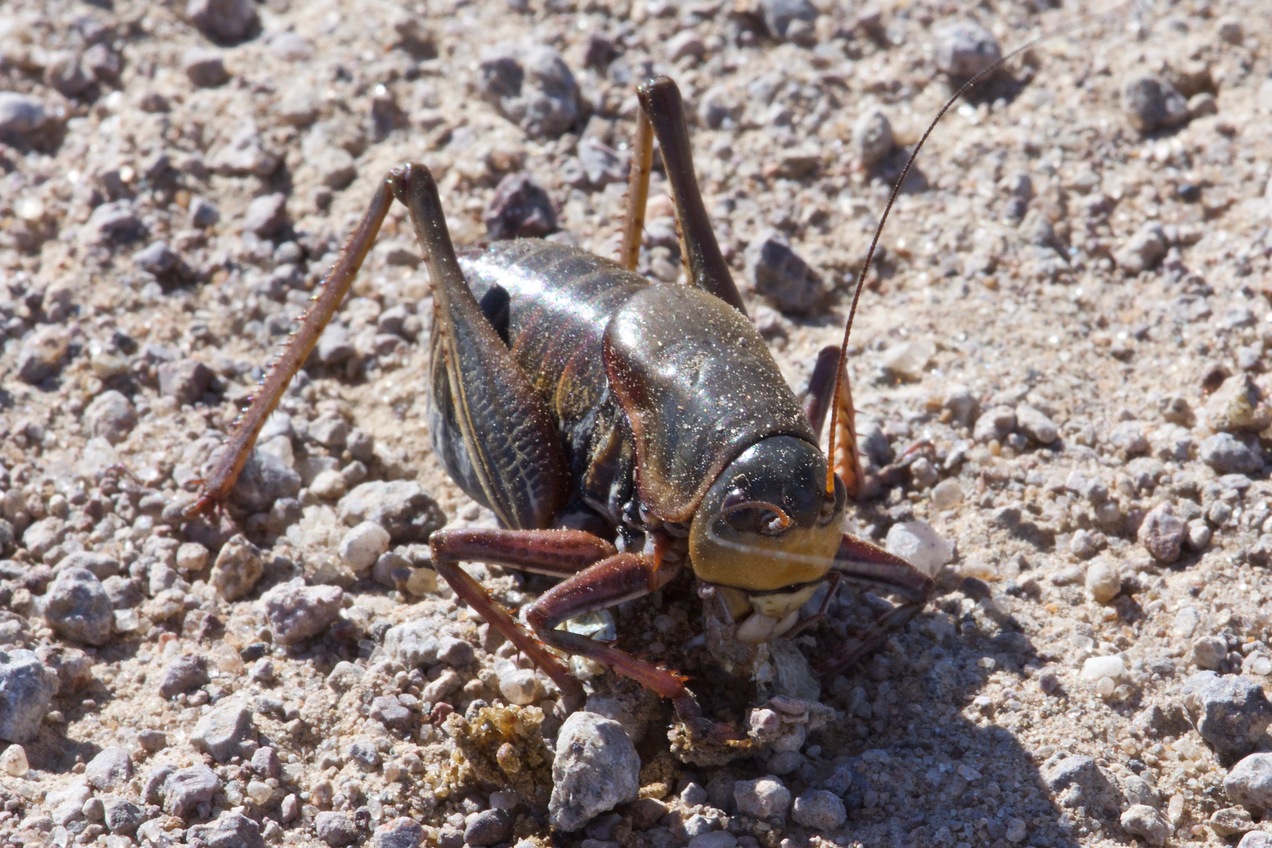 A closeup of a Mormon cricket on the gravel road (0.65 miles East of the point) where I started my hike