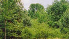 #2: other trees, from the spruces