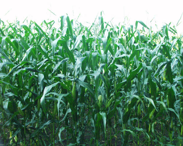 looking west into the corn field