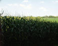 #3: looking north through the corn field