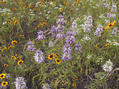 #4: Wildflowers along US 70 near Millerton, OK