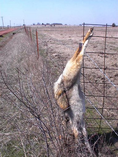 Dead coyote hung on fence