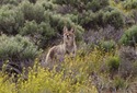 #7: Curious Coyote is curious