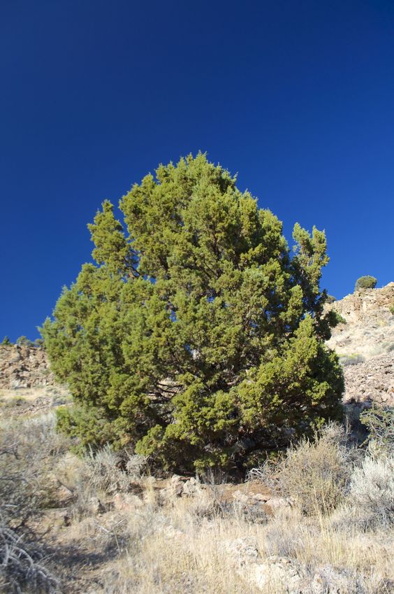 Another view of the 'confluence point pine tree'