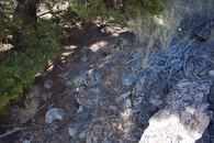 #5: The confluence point lies at the base of a small pine tree, at the bottom of a scree slope