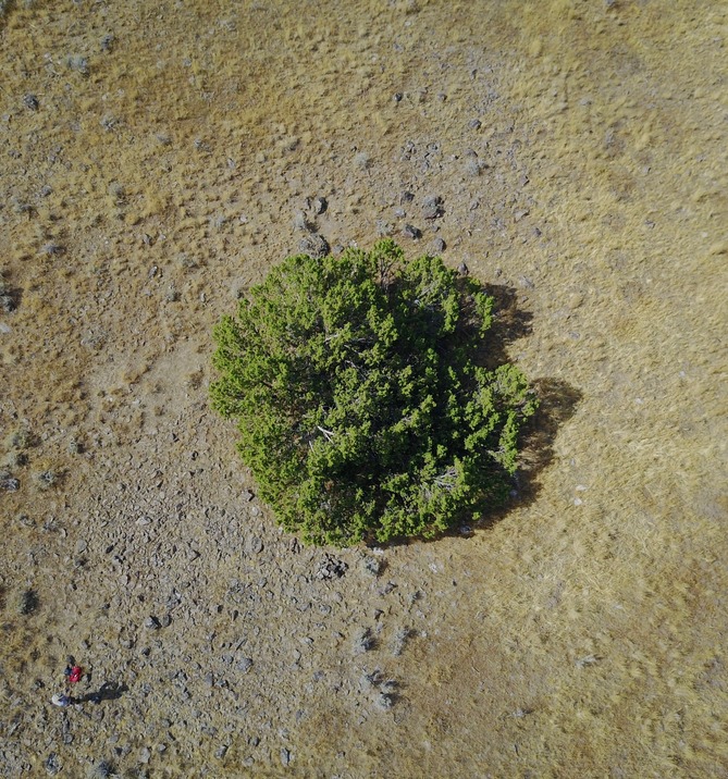 An overhead (drone's-eye) view of the 'confluence tree' 