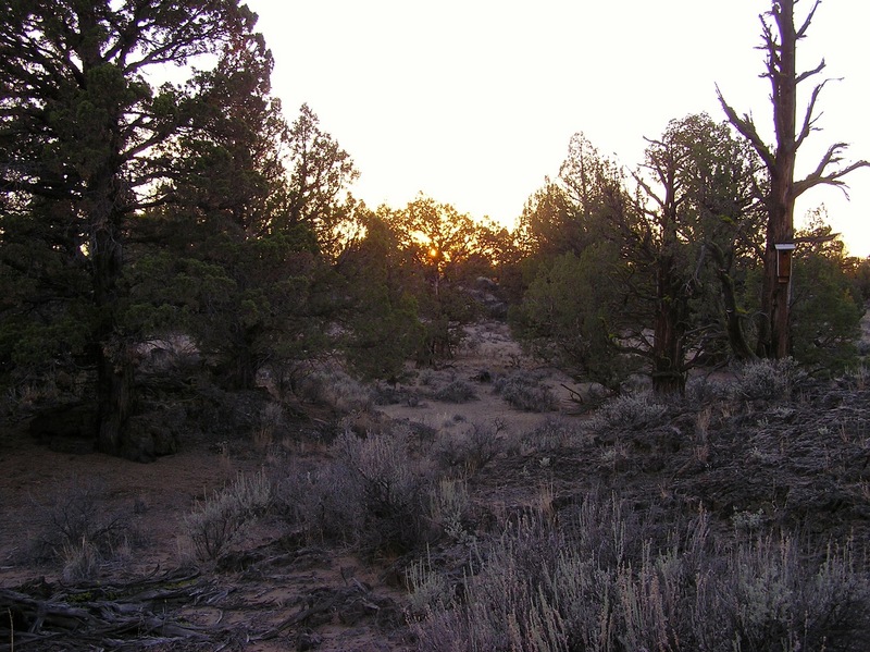 View West.  (A birdhouse has been attached to a tree in the right of the photo.)