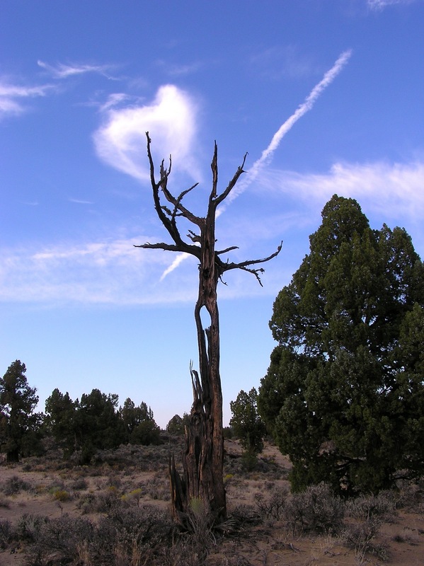 A dead tree alongside the Badlands Rock Trail