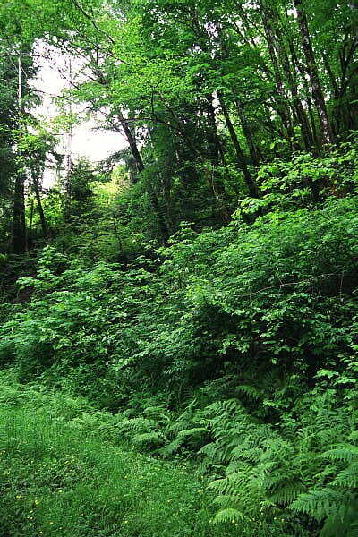 Dense underbrush, clear-cut in the distance
