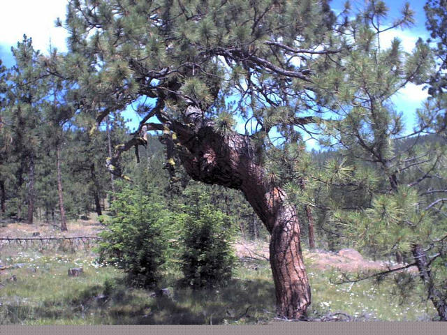 The gnarled pine