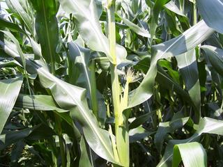 #1: Looking North - corn.