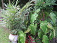 #8: The confluence spot is in the center of this assortment of plants.